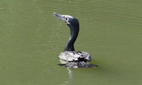Imagens Soberano Tour - Passeios aquaviários - Biguá