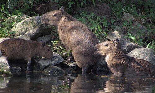 Imagens Soberano Tour - Passeios aquaviários - Família de Capivaras