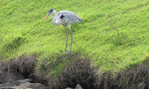 Imagens Soberano Tour - Passeios aquaviários - Garça Imperial