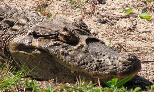 Imagens Soberano Tour - Passeios aquaviários - Jacaré