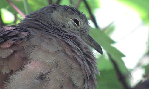 Imagens Soberano Tour - Passeios aquaviários - Pasarinho