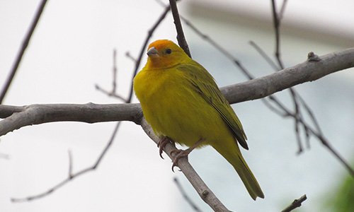 Imagens Soberano Tour - Passeios aquaviários - Pássaro