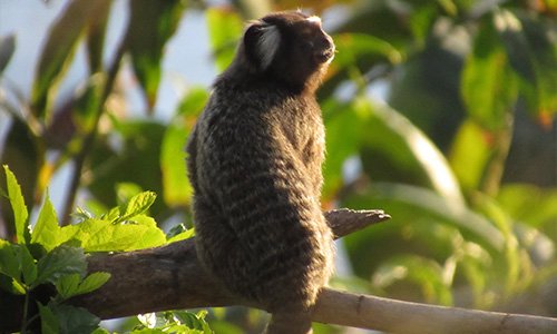 Imagens Soberano Tour - Passeios aquaviários - Sagui tomando sol