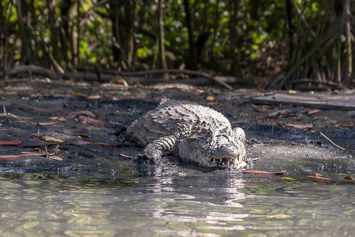 Soberano Tour - Ilhas do Rio_Ilha da Gigóia_Jacaré 01