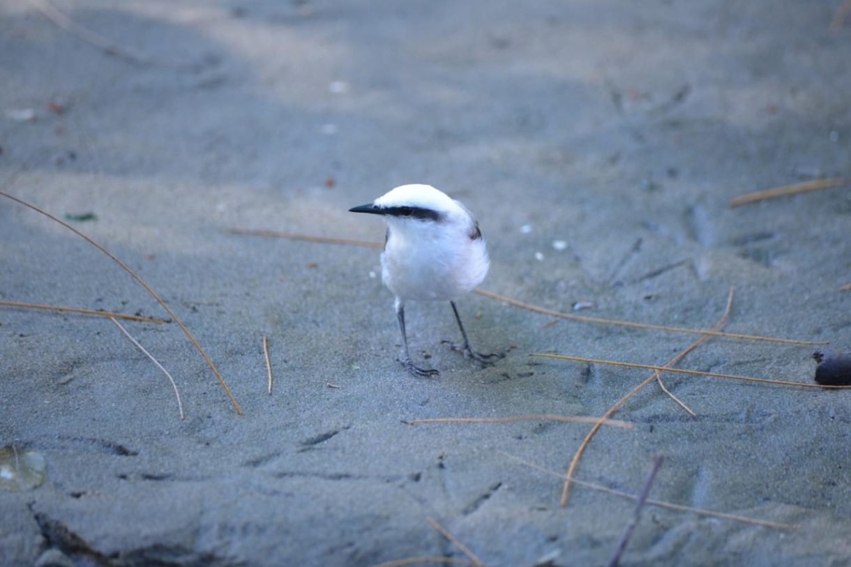 Soberano Tour - Passeios 00